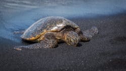 Hawaii beach with turtle