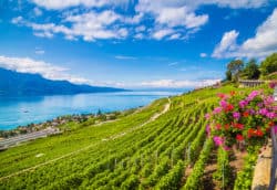 Vineyards overlooking Lake Geneva in Switzerland