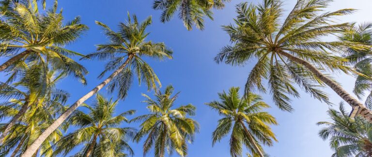 View of palm trees and blue skies from below looking up
