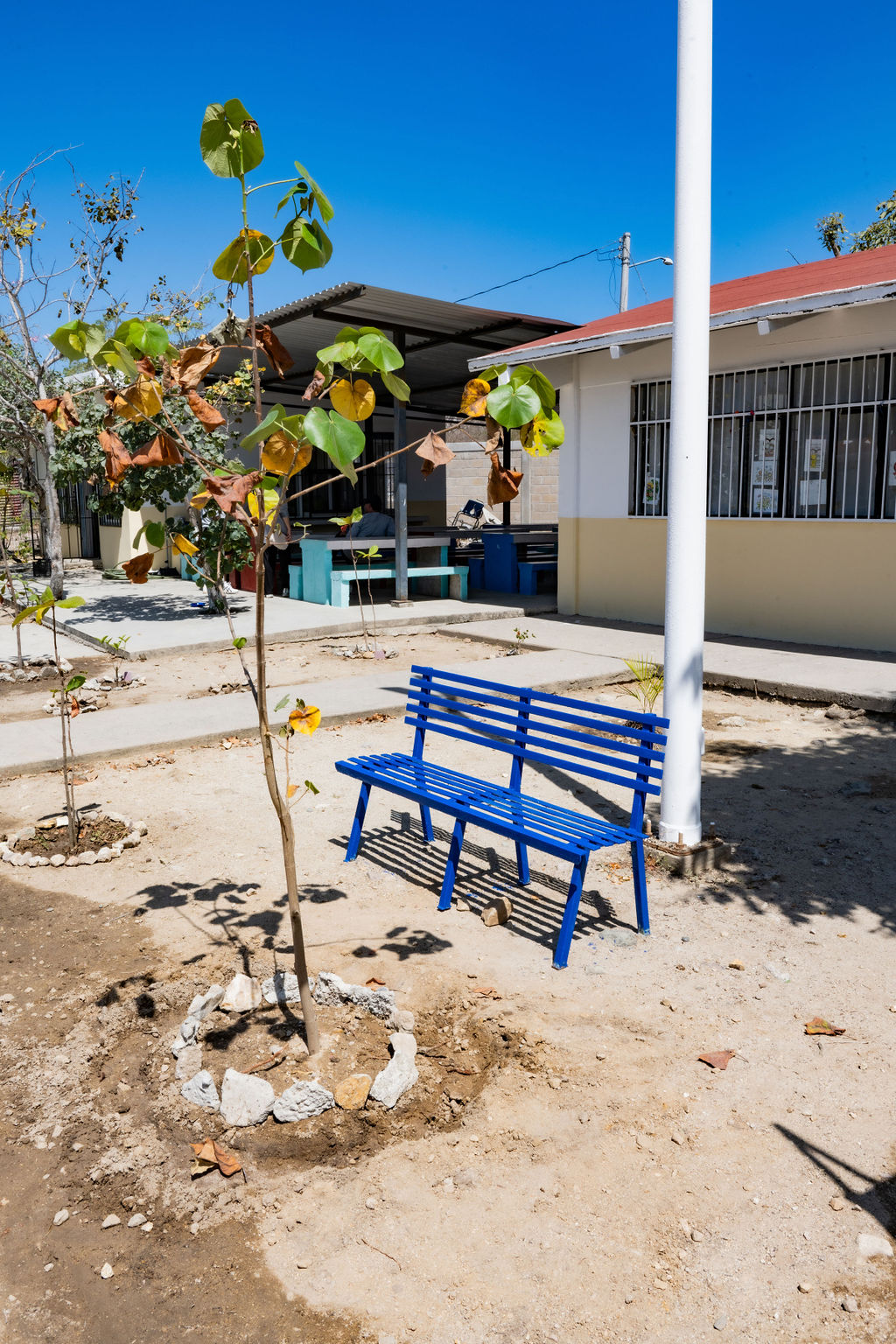 Bench and planted trees